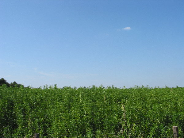 Vakantie_2009_Sellingen_54.jpg