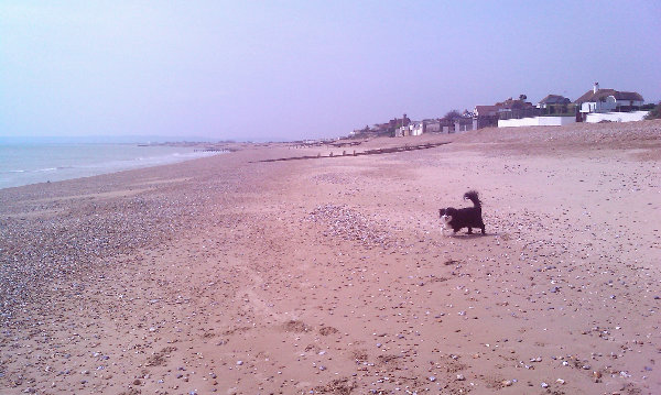 WalkingDog.jpg